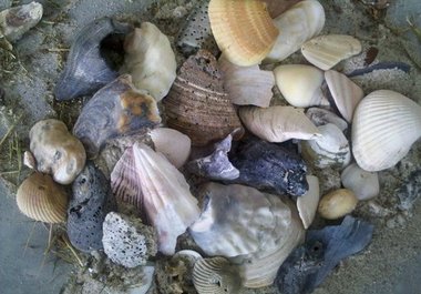 send you seashells from the NC coast big1