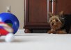send you 2 high quality pictures of a Yorkie