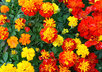 send you proven multi colored Marigold seeds to plant