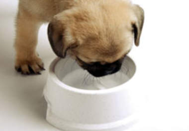 give you an Audio and eBook on Training Your Dog or Puppy big1
