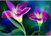 help you to design 3D flowers using Photoshop CS 5
