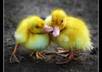give you more than 1000 PLR articles on Women niche