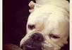 send you a Bulldog grin photocard