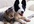 list your pet business on my website for 1 month 