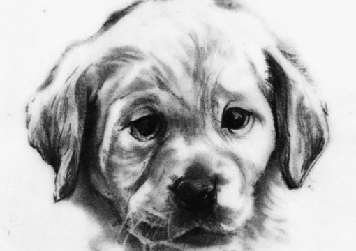 make a cute portrait of your pet big1