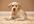 convert 3 of your photos into oil painted images