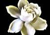 Fiverr_bhhb_promo_pic_copy_of_gardenia
