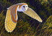 Barn-owl