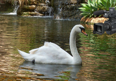 show you how to act as a swan with a 25 seconds movie big1