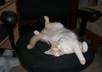 send you five cute pictures of my cat