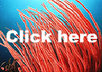 create your Flash animation or banner