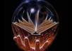 advertise your divination psychic medium website, blog, service to my 2856 active and targeted fans on my psychic medium on facebook fanpage