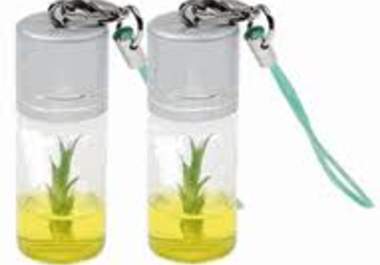 send you two Growable Bamboo Plants big1