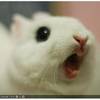 roaringrabbit