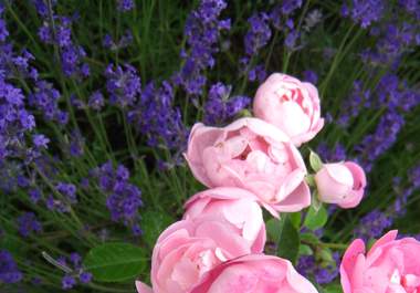 send you my 20 best flower pictures big1