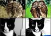 draw a creative awesome pet or any animal you want in my colorful style