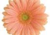 Gerberdaisy3