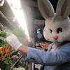 bunnyhead