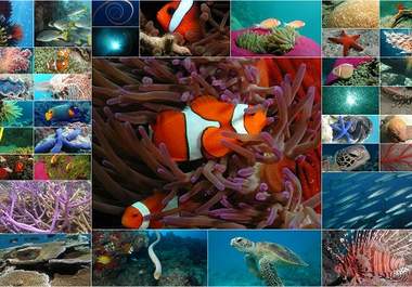 send you my personal UNDERWATER world photography big1