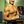 rippedasian