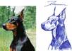draw a Cute PORTRAIT of Your Pet or any Animal in Pen or Pencil small1