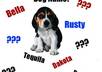 name your pet