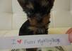 have the Worlds Cutest Teacup Yorkie advertise your product, website, blog, or anything you like