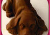 make you an awesome puppy soap