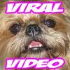 viralvideo