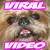 viralvideo