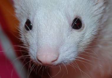 send you a personalized postcard of one of my adorable, cute ferrets big1