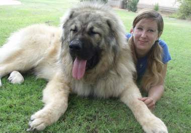 answer Any 2 Questions About Dog Training And Solving Behavior Problems big1