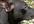 have my tracking dog find your message on HD Video