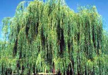 plant three willow trees to improve the environment and take a picture for you big1