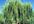plant three willow trees to improve the environment and take a picture for you