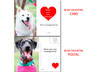 give you 3 collectible dog valentine cards, i can write your own personal message, unique photos, 18 models, im a photographer small1