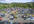 put your flyer/leaflet/banner/ad on 200 cars in London, United Kingdom + tweet and fb message to over 50,000 people
