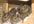 answer any questions about degus