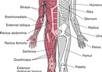 help tutor for homework in anatomy and physiology