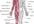 help tutor for homework in anatomy and physiology