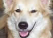 blog and Post a Pix of your Pet Dog on my Dog Site