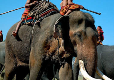 give you a list of recommended cheap hotels and car hire in Surin Thailand big1