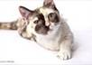 write about your pet related website, blog or video