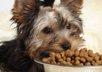 give you 12 Dog Nutrition PLR Articles