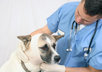 give you 34 Dog Health PLR Articles