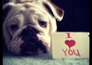 take a picture of my female bulldog with your message small1