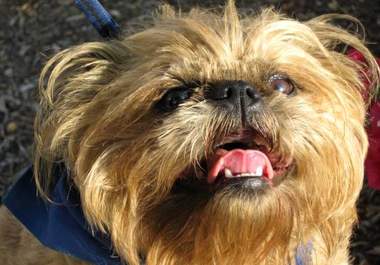 place your text on this cute funny dog video to promote your message, birthday or event online big1