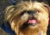 place your text on this cute funny dog video to promote your message, birthday or event online small1