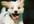 show you the fun Happy puppy to remove the emotion of  ickky memories