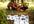 display your message by Group Dance in free Style western beat